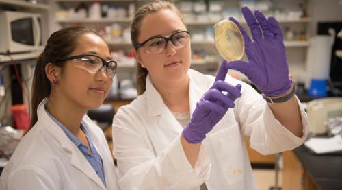 Two students discuss what they see within a Petri dish