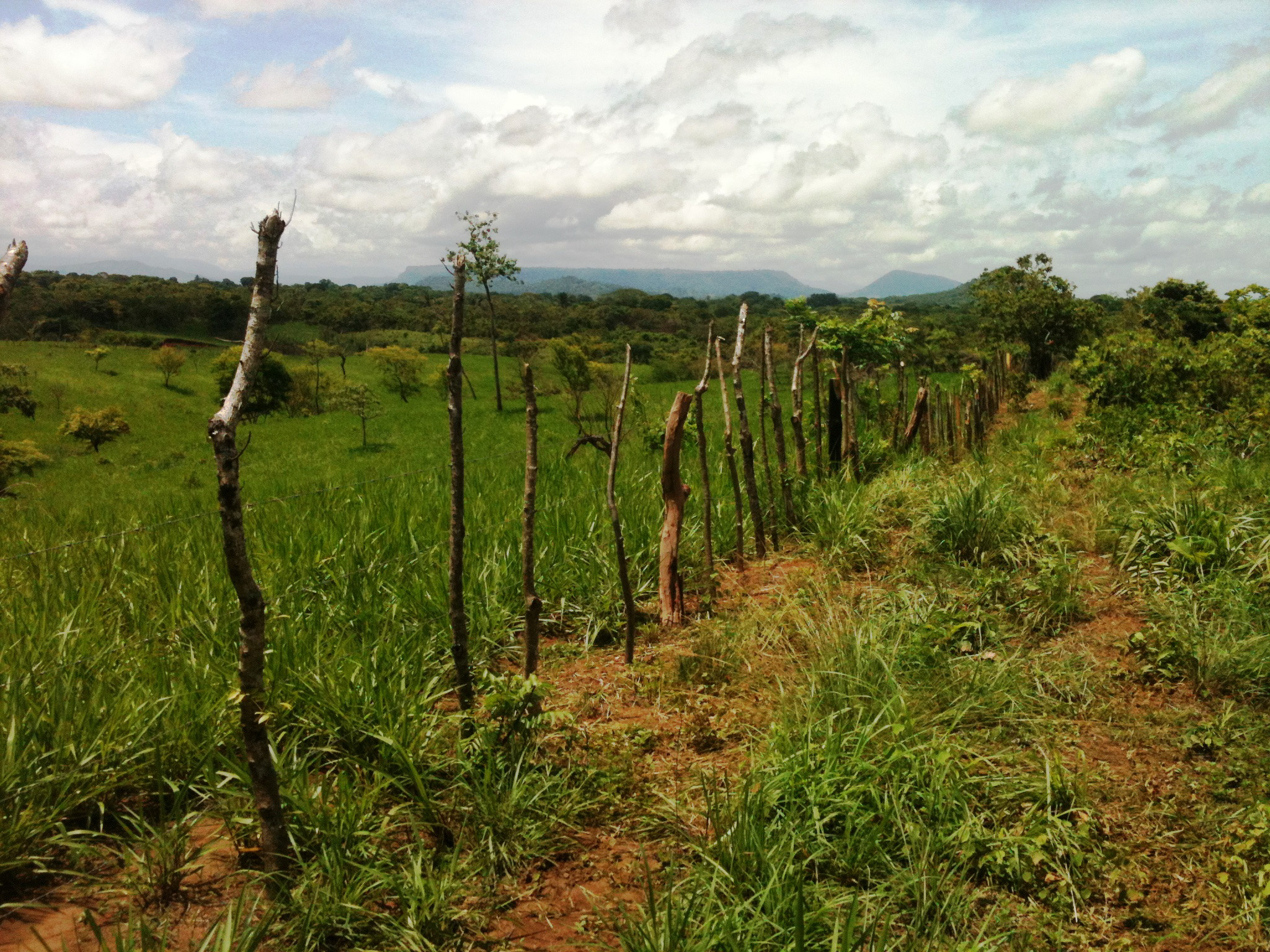 A field in a Panama