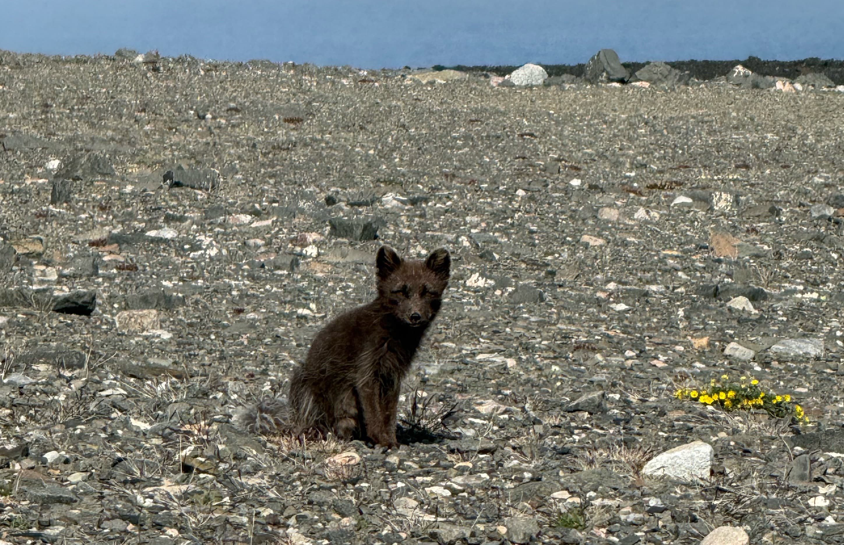 An arctic fox sits on the tundra. 