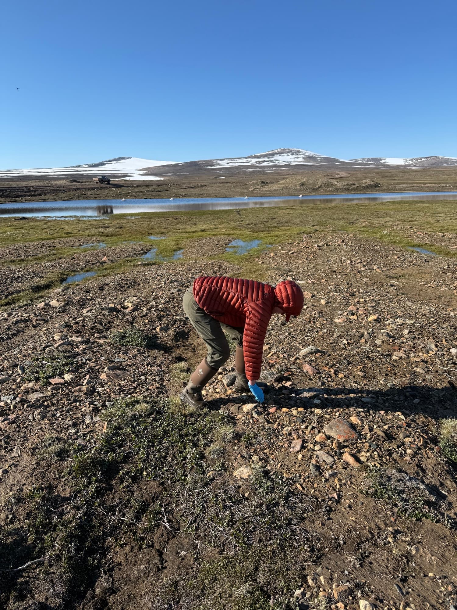Fordree searches for spiders on the tundra.